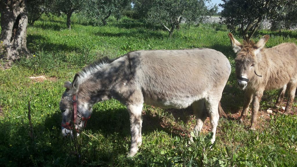 Agriturismo Specchiarussa Morciano di Leuca Eksteriør bilde